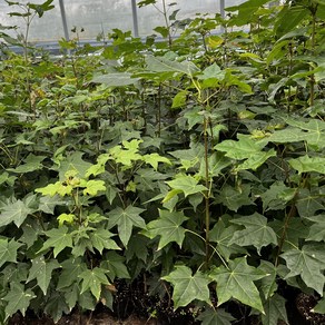 [이기자원예] 우산고로쇠 묘목 3주 (포트/20-50cm) 산삼고로쇠, 1개