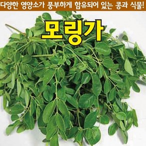 모링가씨앗 모링가 (5g-약15립), 1개