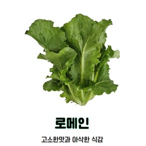 친환경인증 우리존 로메인 상추 /당일수확 신선채소, 1kg, 1개