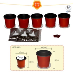 (HSS) 대형 강낭콩기르기(5인), 1개