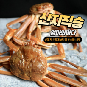 박달 자숙 영덕 대게 홍게 2kg [선주직송], 1.(찜)라면용홍게2kg내외 5-7마리, 1개