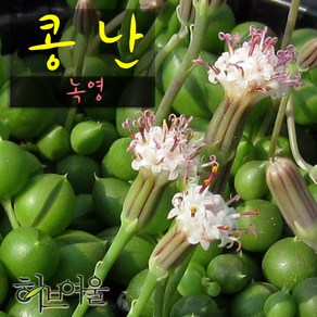 허브여울다육 콩난(녹영) 지름 9cm 소품화분