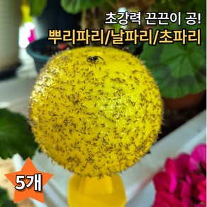 드라마벨류 뿌리파리퇴치 날파리 초파리 트랩, 5개