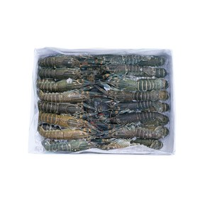낚시미끼 바다낚시 대물낚시 감성돔 참돔 돌돔 베스 미끼 민물가재미끼 800g 1kg, 1개, [인니]800g 민물가재미끼 31/40미