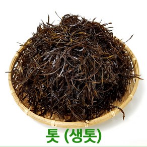 자체브랜드 청정완도산 생톳2kg, 2kg, 1개