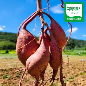 해남 황토 맛있는 밤고구마(햇), 1박스, 3kg(특상)