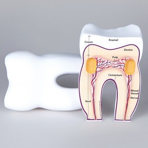 이의구조모형 (단면) a-6143 치아구조모형