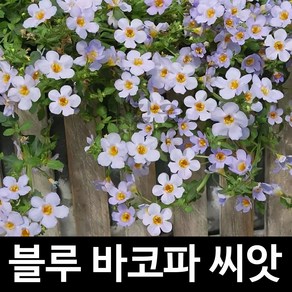 바코파 씨앗 향설초 종자 꽃씨 야생화 씨 판매 10알, 1개