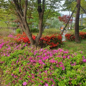 같이가이농원 대왕철쭉 (빨강꽃 )H30-40cm 5주묶음, 1개