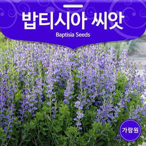 밥티시아 씨앗 꽃씨 꽃씨앗 야생화 종자 정원 1g