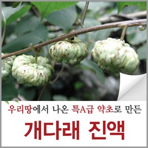 신토불이약초 개다래 즙 진액 충영 열매 액기스 원액 90ml 60포, 60개