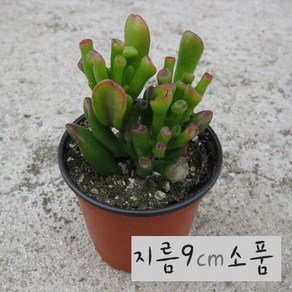 우주목(Gollum Jade) 소품 다육화분, 1개, 상세페이지 참조, 상세페이지 참조