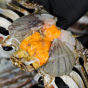 [산지직송] 태안 신진도 빙장 활 알배기 암꽃게, 1개, 2kg (6~10미)