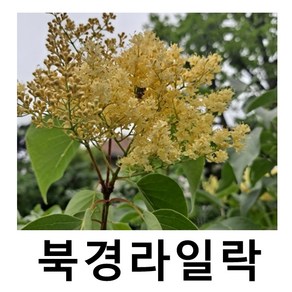 북경라일락나무 묘목 노랑향수목 베이징골드 접목1년, 1개