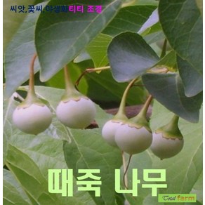 관상종자 때죽나무 씨앗 5립, 1개