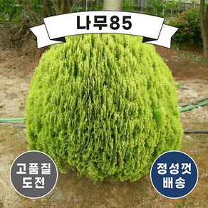 (나무85) 황금측백 나무 묘목, 1. 황금측백 40cm 내외 분, 1개