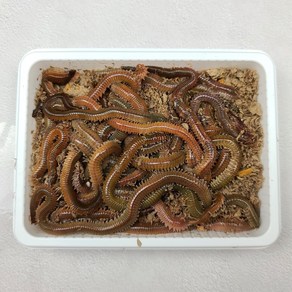 피싱웨이브 갯지렁이 300g 500g 1kg 싱싱한 청개비 바다낚시 미끼 생물, 1개