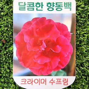 에덴플랜트 크레이머스 슈프림 향동백 지름 10Cm포트 고급동백 겹빨강동백 동백나무, 1개