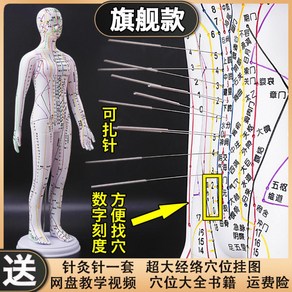 한의원 마네킹 경혈 침 실습 인체모형 인형, 컬러 소프트타입 (62cm 여자)