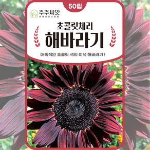 [주주씨앗] 초콜릿체리 해바라기씨앗 50립 이색 해바라기씨 종자 꽃 씨앗 몰