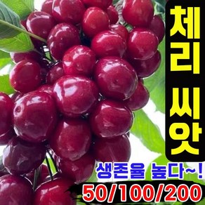 [초보자OK] 50/100/200/300 체리 모종 씨앗 집에서 키우는 체리 종자 실내 화분용 달콤함 A급 과육, 50개