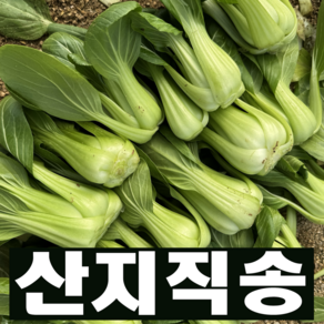 [달콤밥상 청경채] 물 좋은 철원 산지직송 청경채, 1박스, 2kg