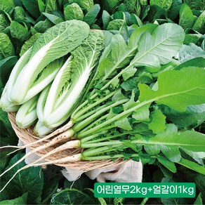 포천 채소한 어린열무2kg 얼갈이1kg 1개 농가직송, 어린열무2Kg+얼갈이1Kg