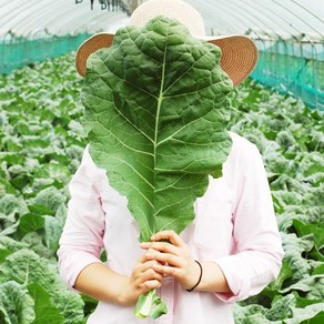 FRESH 새벽에 수확한 국내산 유기농 무농약 케일 신선초 샐러리 생 파슬리, 1개, 2kg, 유기농케일