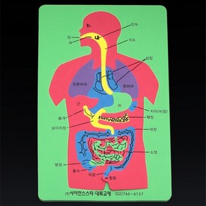 인체해부퍼즐(EVA)