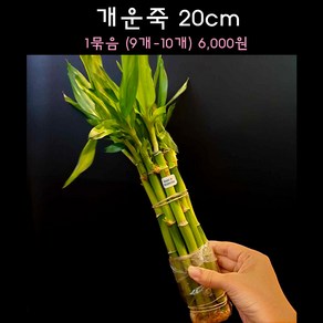 [수초아쿠아] 개운죽 20cm (9개~10개) 초보수초 인기수초 구피 새우 은신처 어항수초 수초맛집 득템수초, 1팩