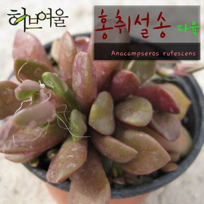 허브여울다육 홍취설송 지름 9cm 소품화분, 1개