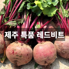 청담농수산 산지직송 프리미엄 제주도 레드비트 특품 로얄과, 1개, 10kg 로얄과