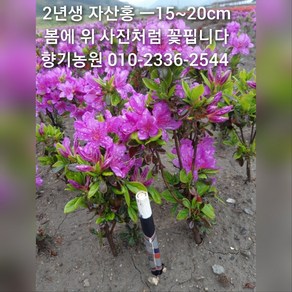 철쭉 묘목 2년생 판매