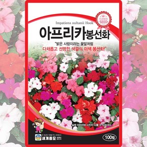 세계종묘 아프리카 봉선화 씨앗 100립 이색 봉선화 꽃씨 종자, 봉선화 100립, 1개