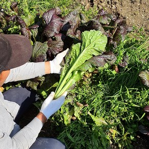 당일수확 알싸한 갓 홍갓 2kg 농장직송 재래종아님, 1개