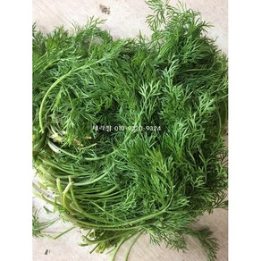 딜 (100G) DILL 팍실라우 딜생잎 허브딜 디라