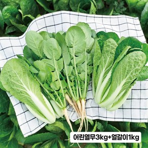 채소한 싱싱 국내산 포천 어린열무 얼갈이 세트 1개, 어린열무3kg+얼갈이1kg