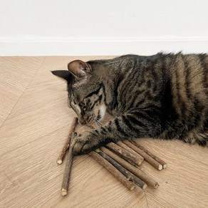 뚜또가또 고양이 마따따비 스틱 10개입(신나는몰), 1개, 31g