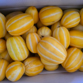 달코미성주참외 가정용혼합과, 10kg, 1개