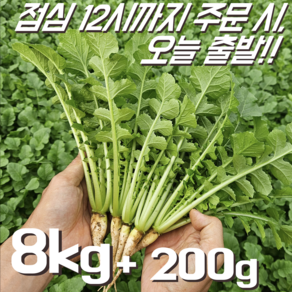 [달콤밥상 어린열무] 물 좋은 철원 산지직송 어린열무, 1개, 어린열무 8kg