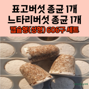 [ 2025년 ] 모두다팜 표고버섯종균 1개 느타리버섯종균 1개 세트 606구 성형 버섯종균 버섯키우기, 1세트