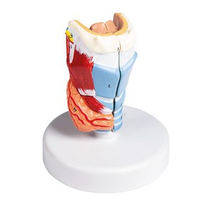 인두 모형 / 후두 모형 실물 크기 2 부분 분리 가능 설골 연골 인대 뼈 해부학적 구조 근육 혈관 신경 갑상선 / G123 / 독일 Ele Zimme 제품, 1개