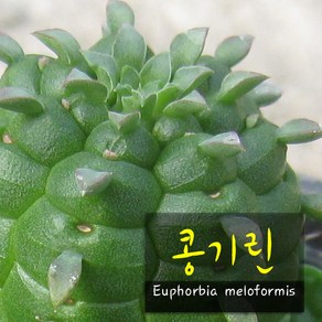 공기린 (귀청옥 만청옥 콩기린) 지름 9cm 소품 다육화분, 1개