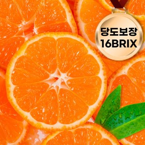 [제주산지직송] 새콤달콤 꿀당도 타이벡 조생 감귤 5kg 10kg 당도보장