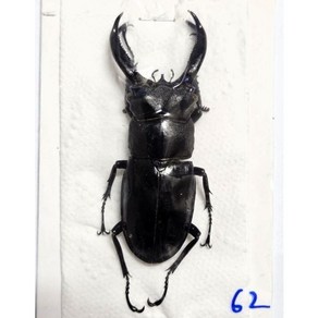 (Hexathius buquetii) 부케티큰턱사슴벌레 [L-5-53] 곤충표본, 65~69mm, 1개