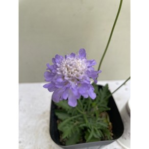 [다온야생화] N3927 보라솔채 (9cm) [랜덤], 1개