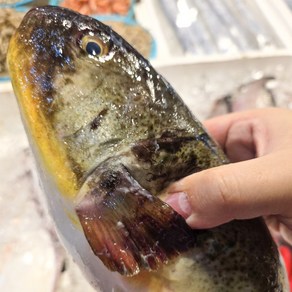 국내산 동해안 밀복 은복 복어 껍질 손질 2kg 복어맛집 복지리 효능, 1개, 밀복 손질 전2kg