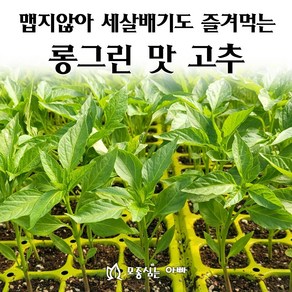 [모종심는아빠] 맵지않아 세살배기도 즐겨먹는 롱그린맛고추 모종, 모종25개, 1개