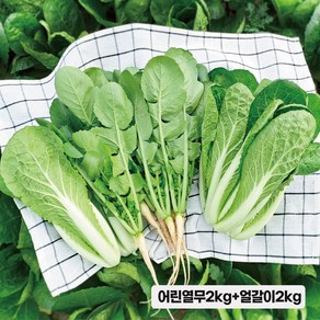 싱싱 포천 어린 열무 반반 열무2kg 얼갈이2kg 1개 수확, 어린열무2kg+얼갈이2kg