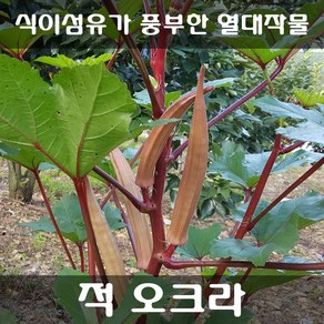 [해피플라워] 봄 여름 파종 건강 채소 오크라 씨앗 300립 (청오크라 / 적오크라 선택옵션)